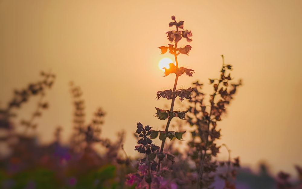 the sun is setting over a field of wildflowers