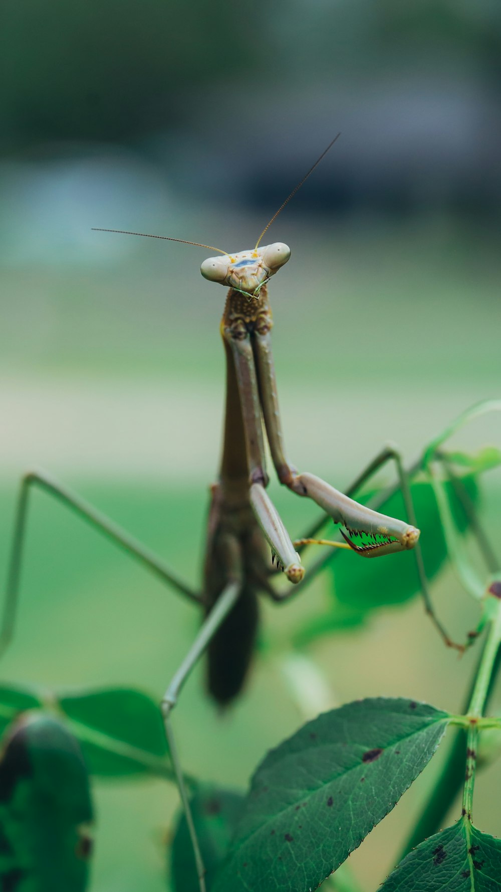 a close up of a praying mantissa on a plant