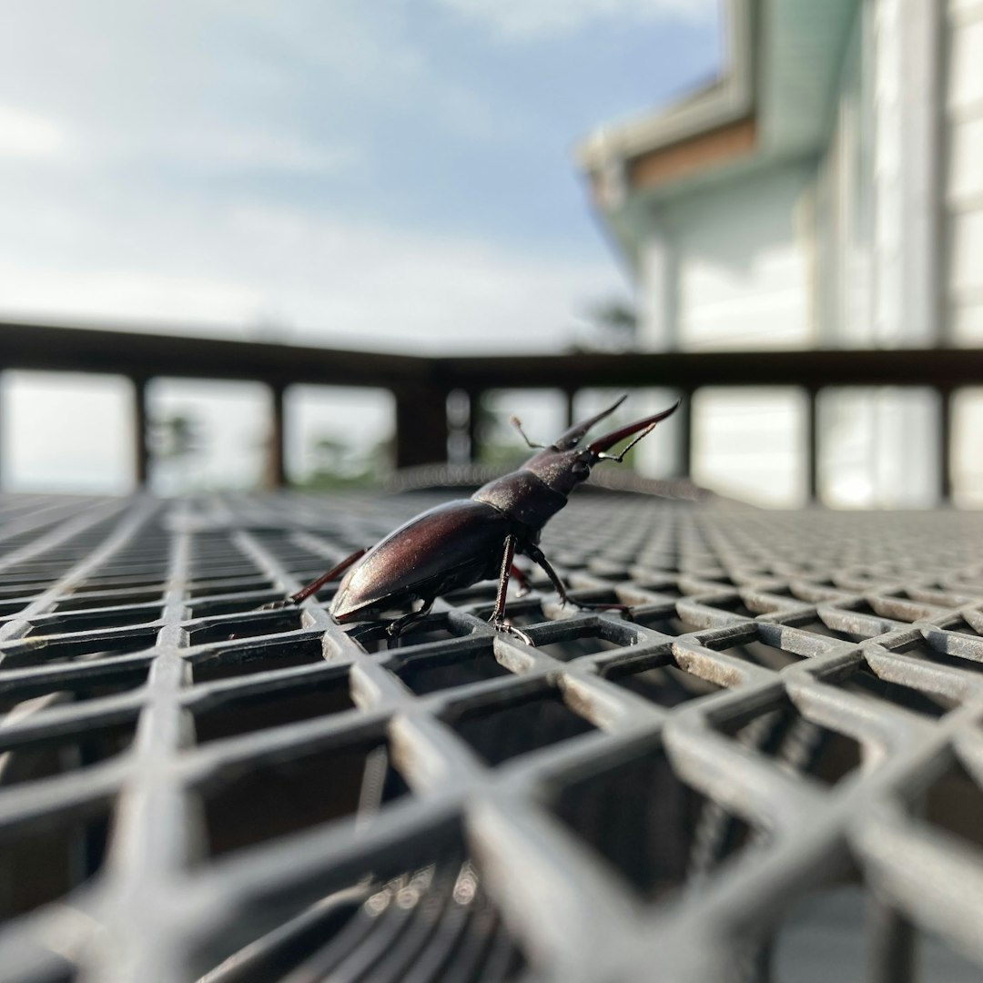 Cockroach