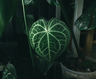 a plant with a heart shaped leaf on it