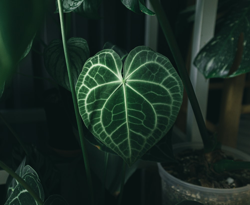 a plant with a heart shaped leaf on it