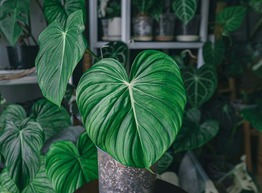 a green plant in a pot on a table