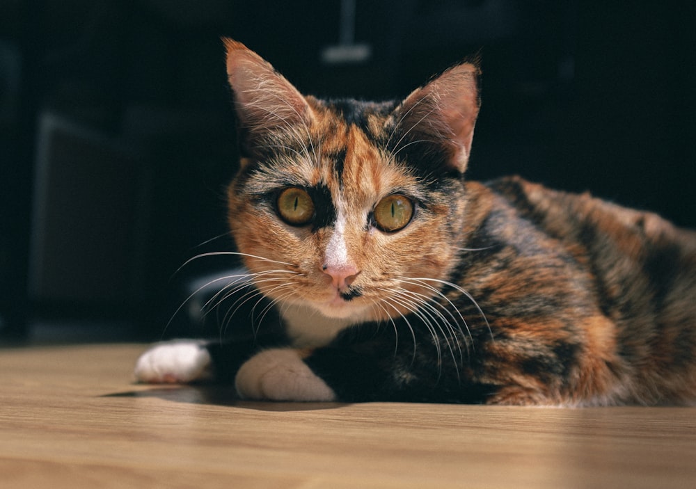 a calico cat laying on the floor looking at the camera