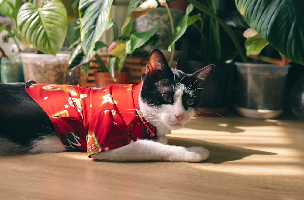 a black and white cat wearing a red shirt