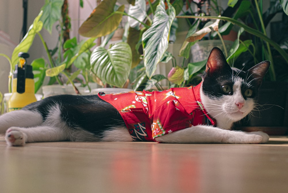 a black and white cat wearing a red shirt