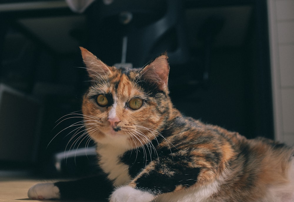 a calico cat sitting on the floor looking at the camera