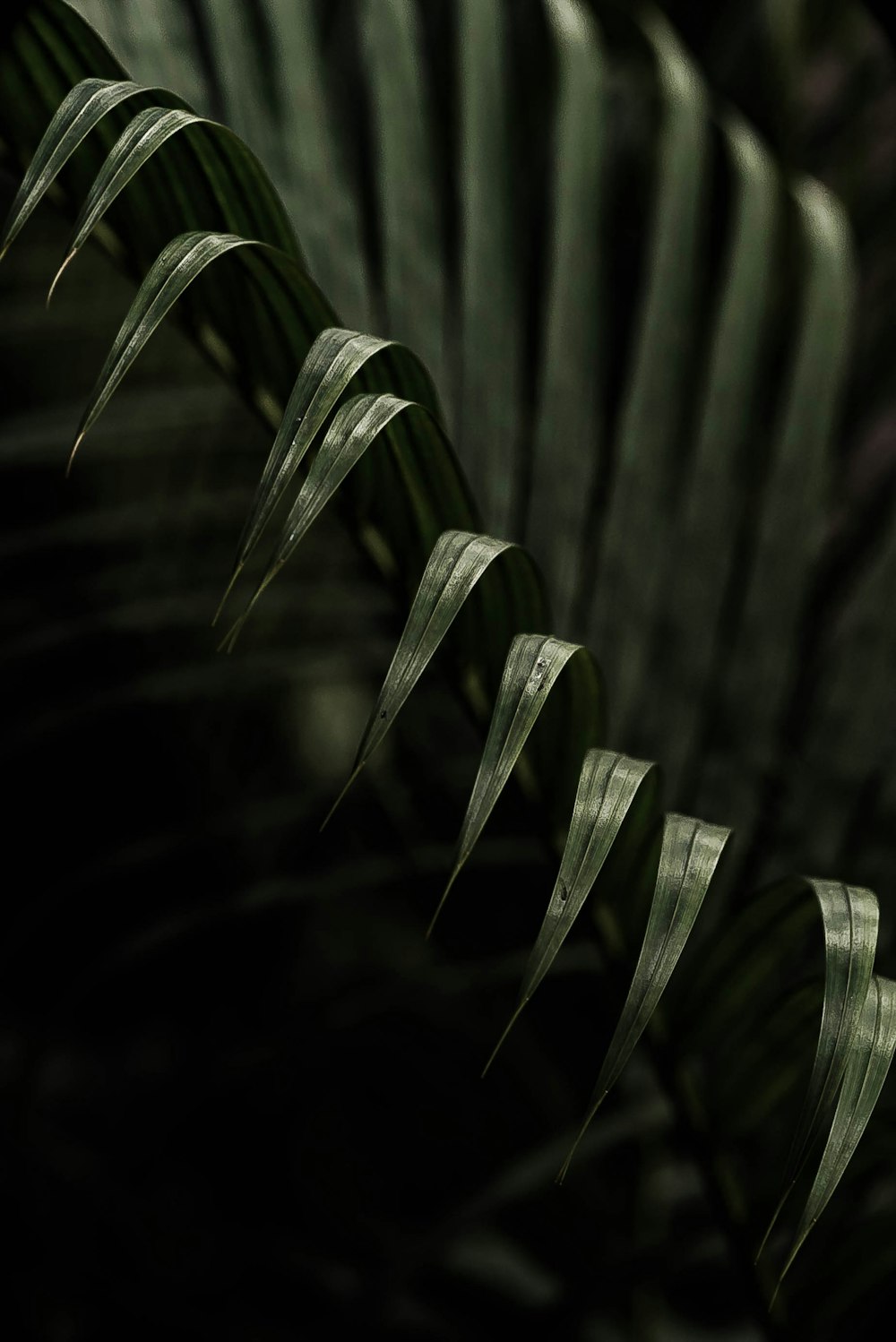 a close up of a leaf with a dark background