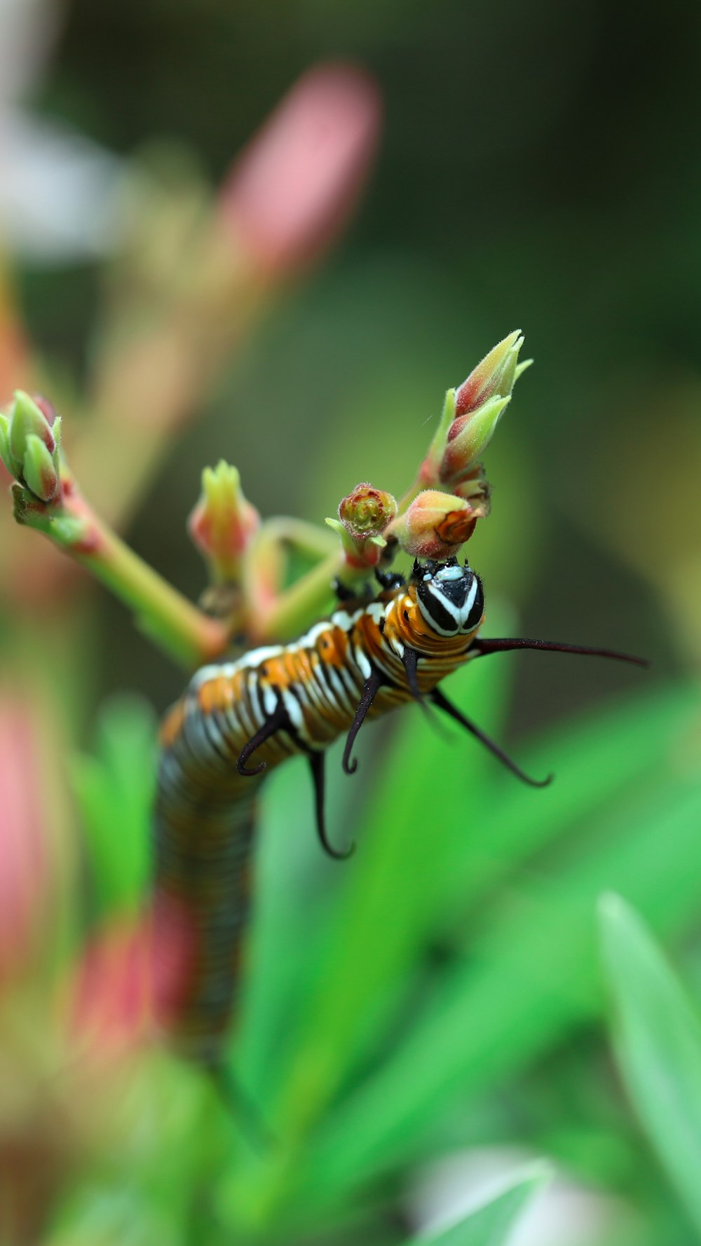 a close up of a caterpillar on a flower