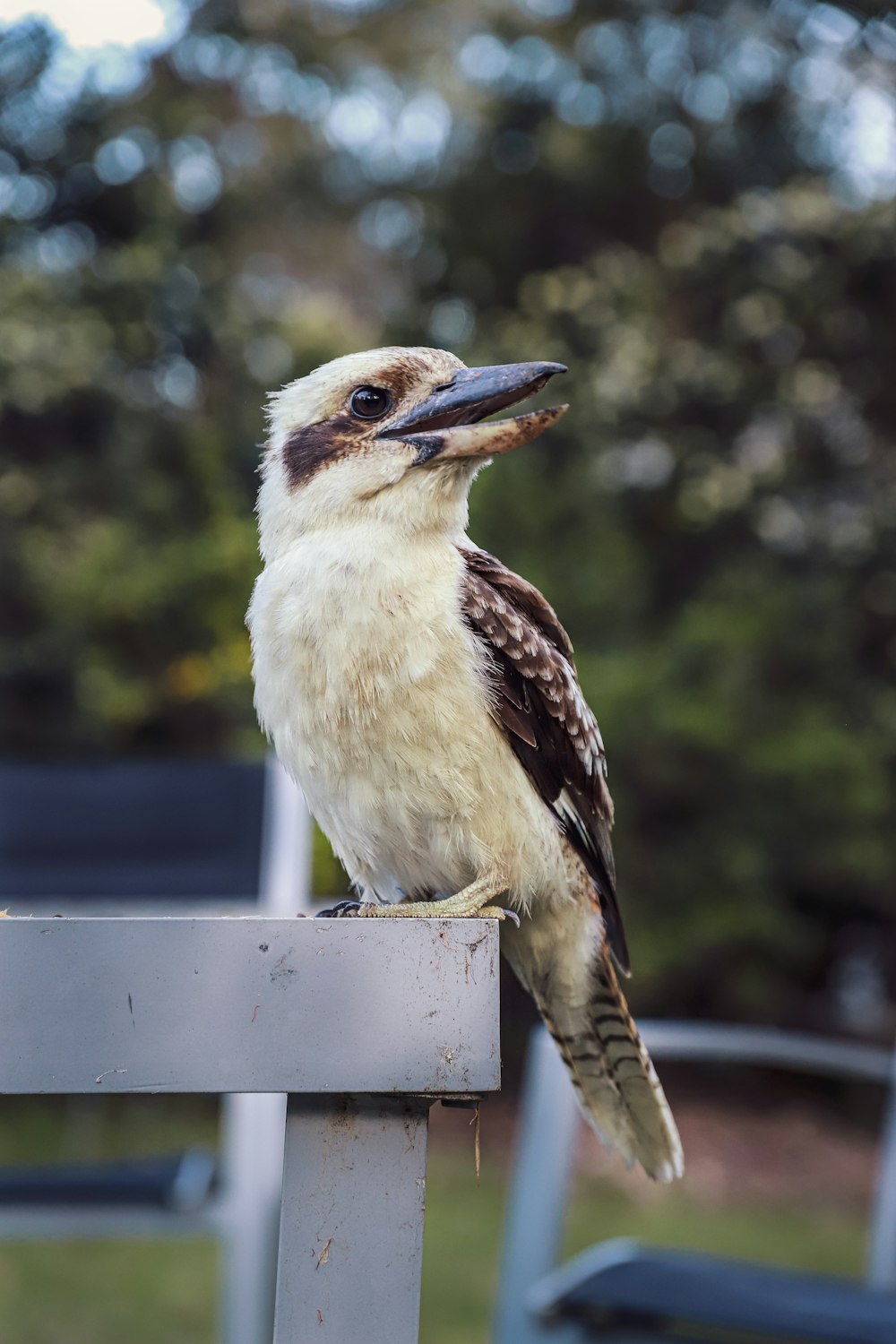 a bird sitting on top of a metal rail