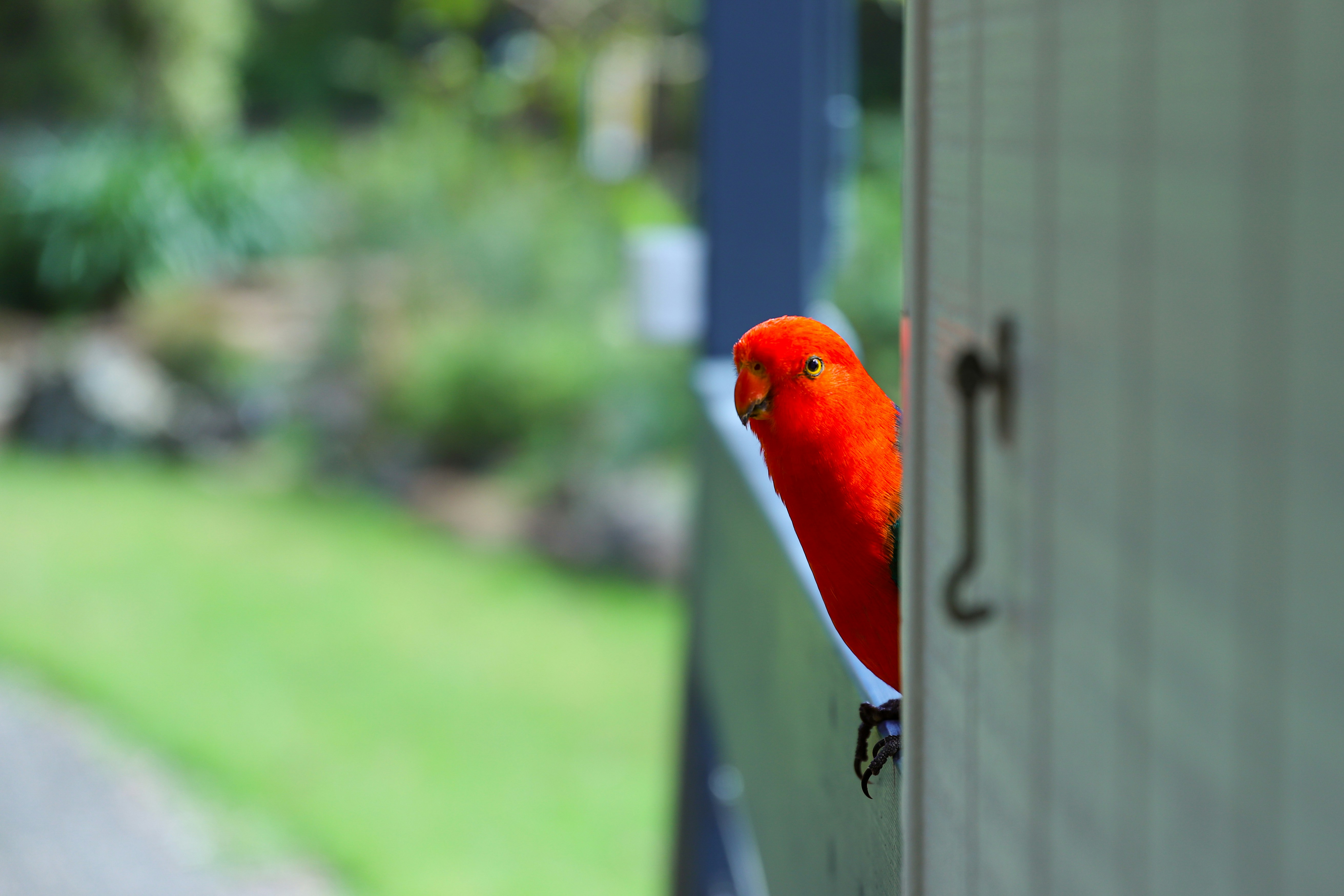 Un oiseau rouge et orange assis au sommet d’une porte en bois