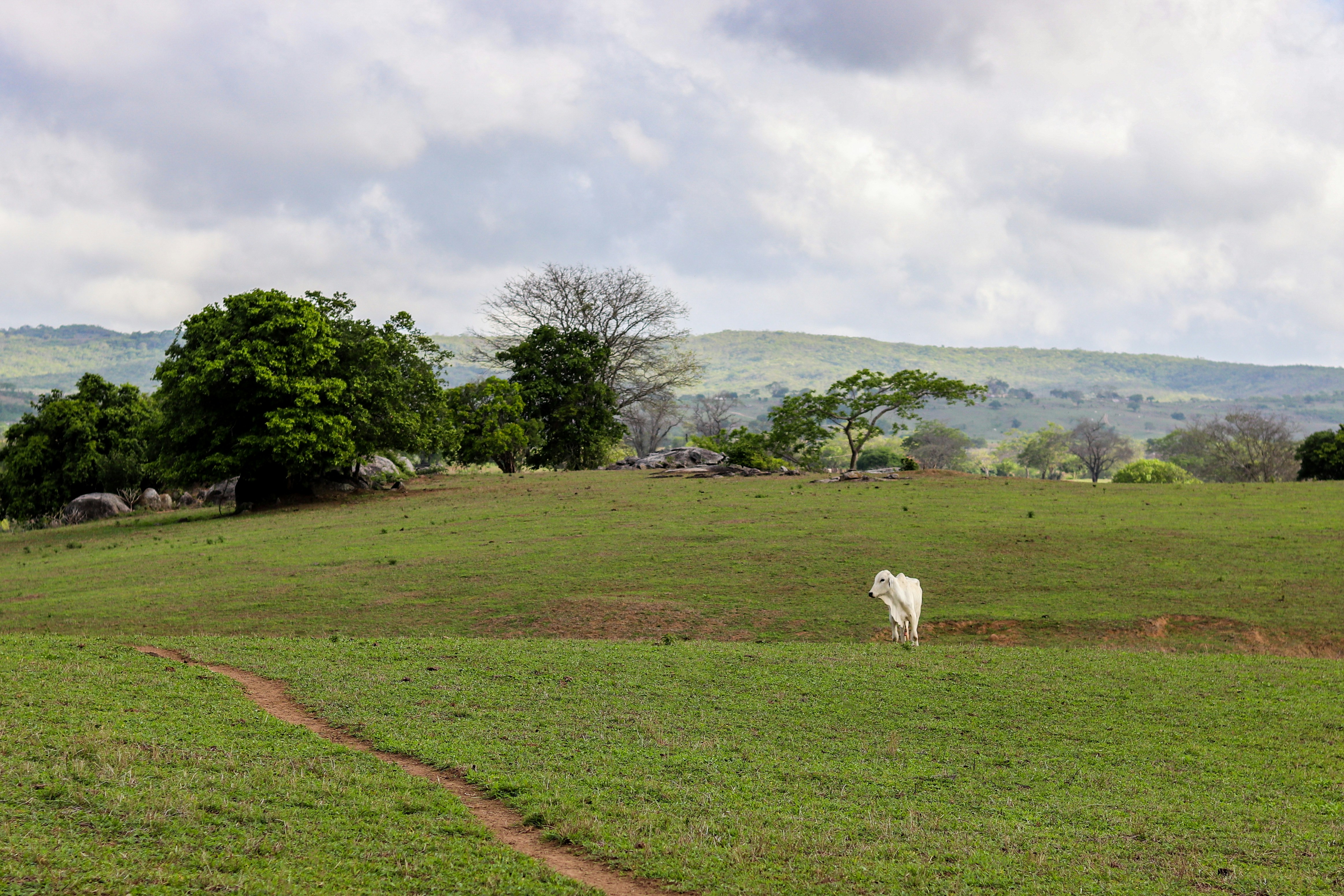 a white horse standing on top of a lush green field