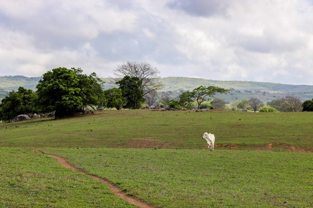 a white horse standing on top of a lush green field