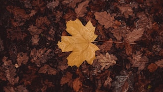 a yellow leaf laying on top of a pile of leaves