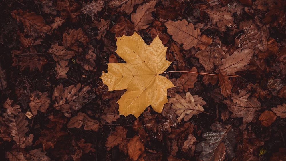 a yellow leaf laying on top of a pile of leaves