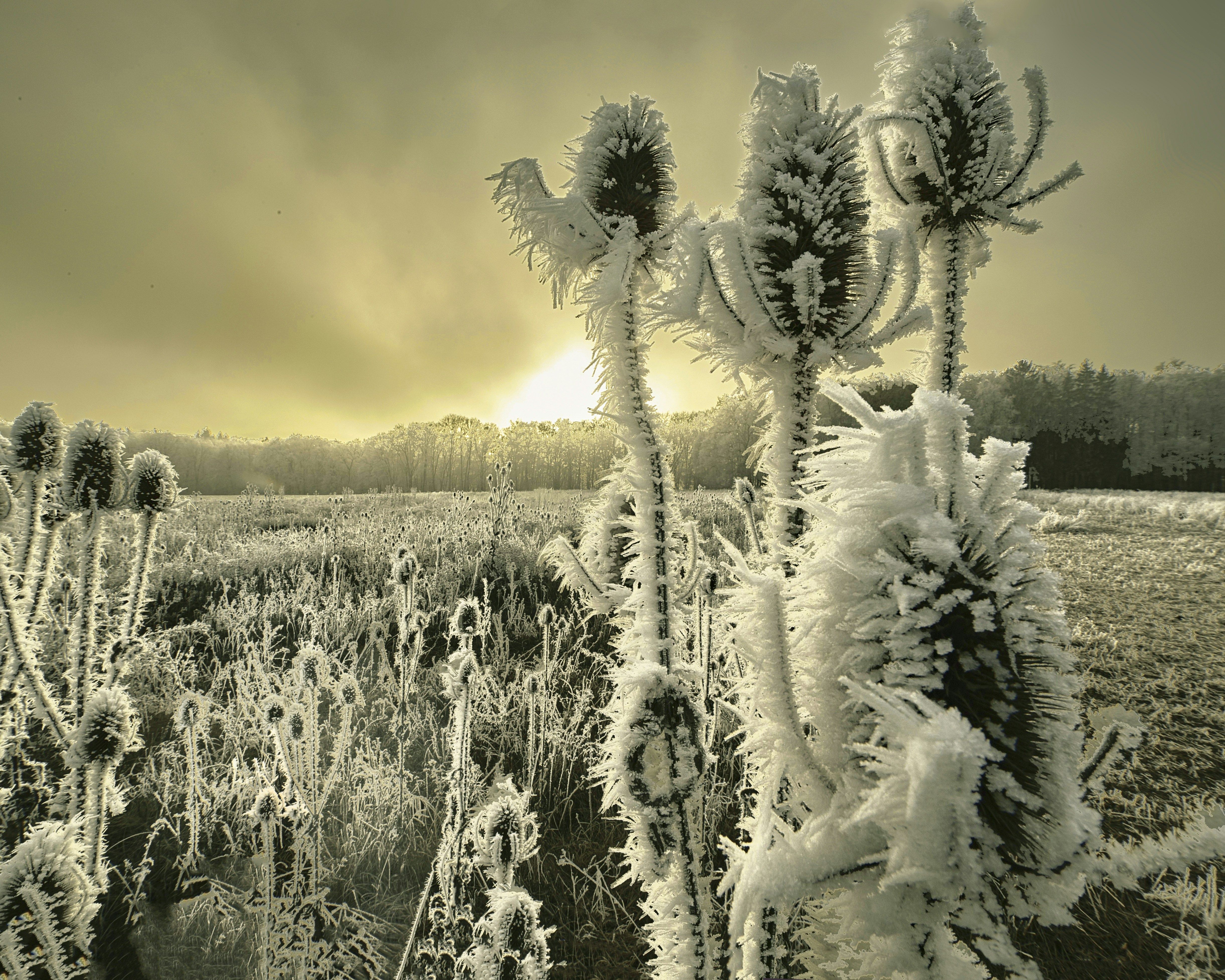 Sun Ice