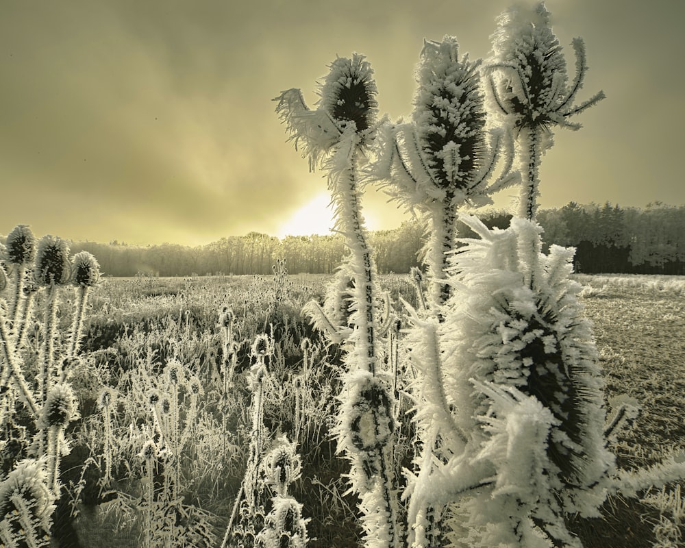 a field with snow covered plants in the foreground