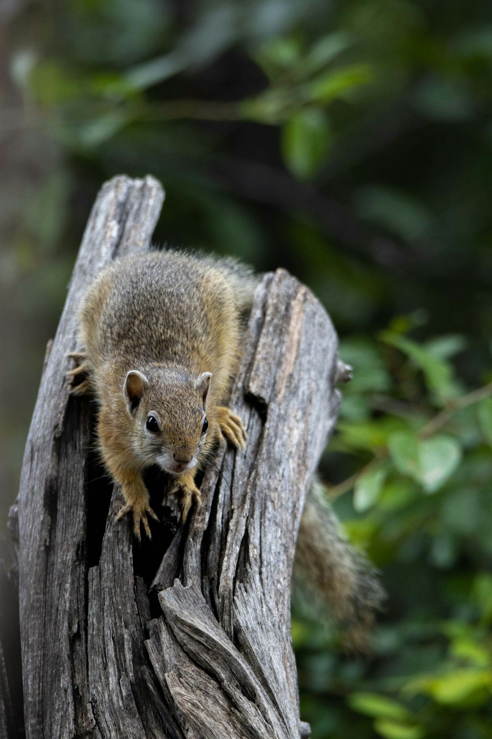 Ein Eichhörnchen klettert auf einen Baumstumpf