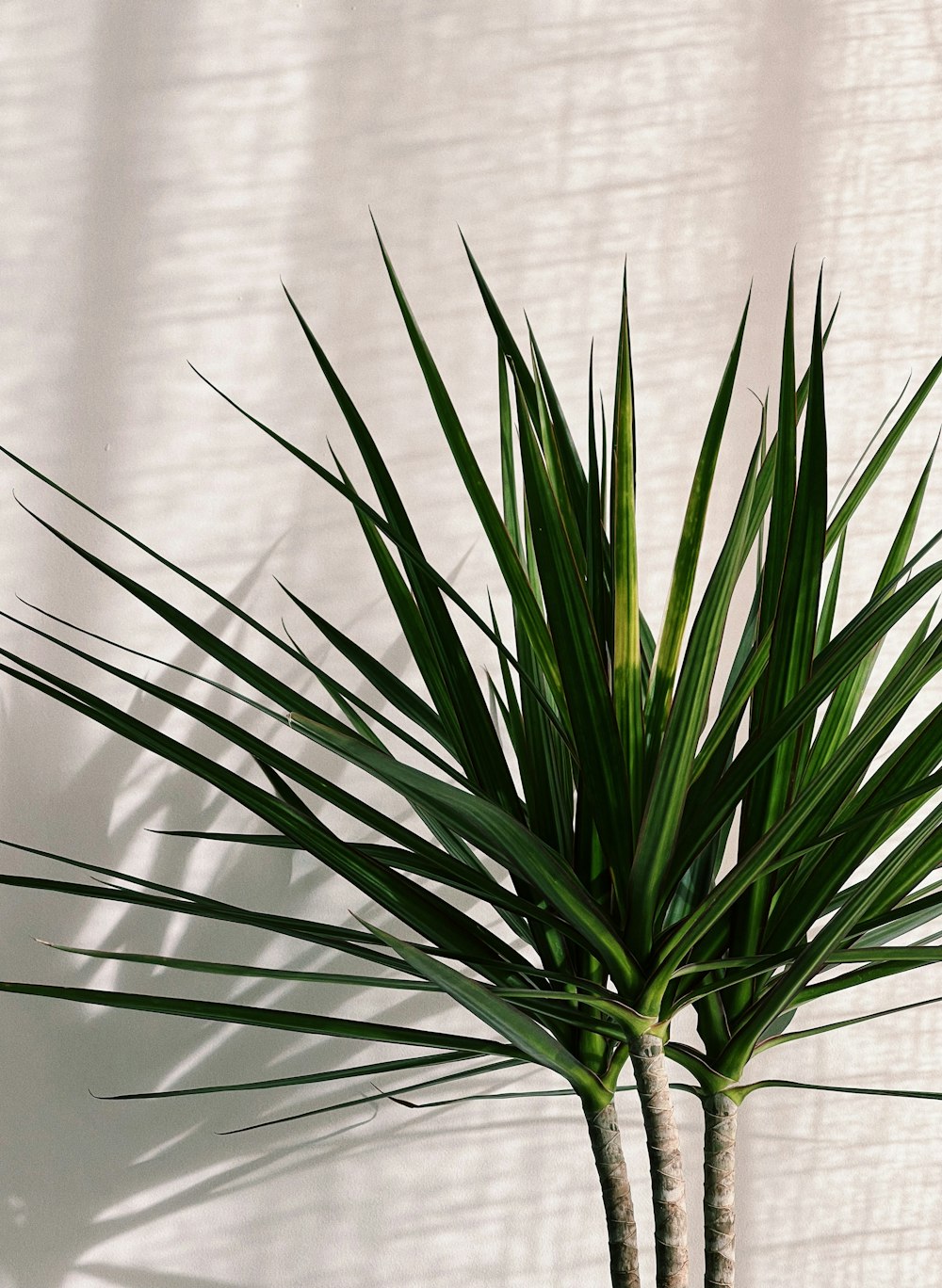 a palm tree is shown against a white wall