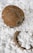 A whole coconut and a broken coconut shell are surrounded by white, powdery chunks resembling coconut flakes or coconut-related product. The background is filled with similar white substances.