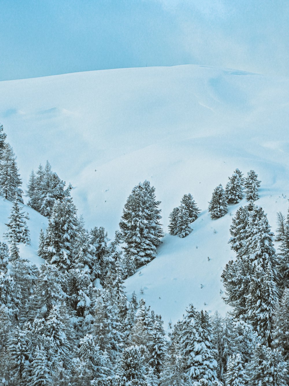 a snow covered mountain covered in lots of trees