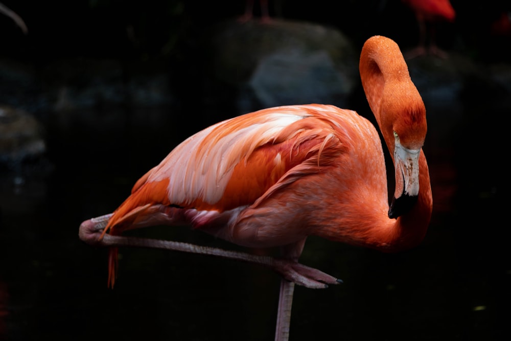 a pink flamingo standing in the dark water