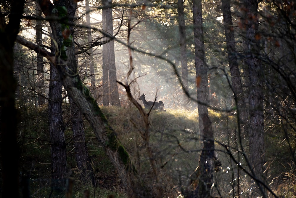 a deer standing in the middle of a forest