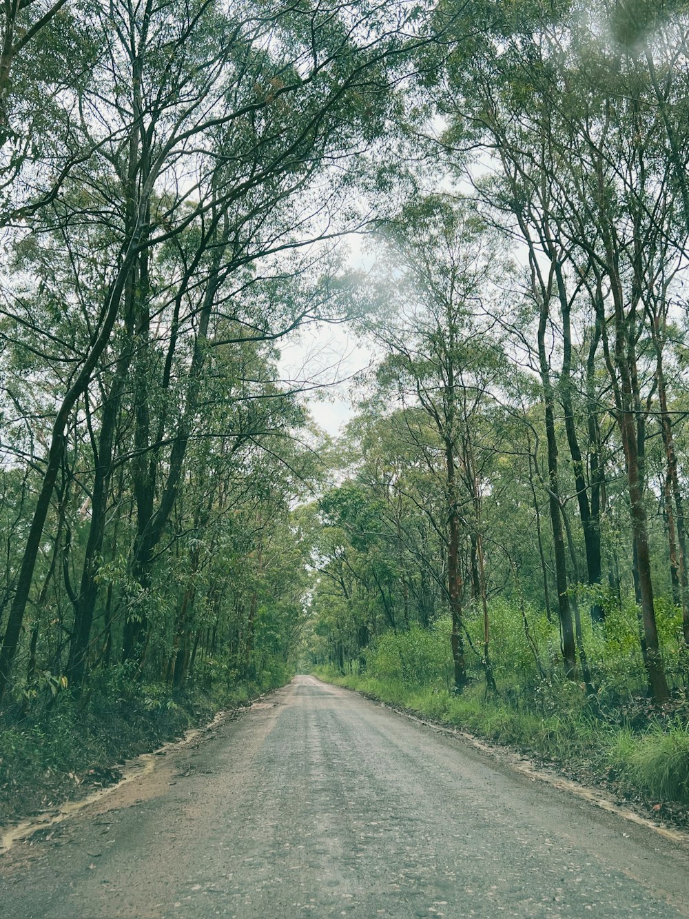 a dirt road surrounded by trees and grass