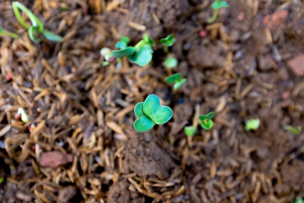 un gruppo di piccole piante verdi che crescono dal terreno