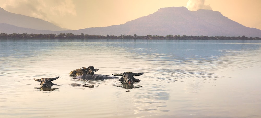 a group of cows swimming in a lake