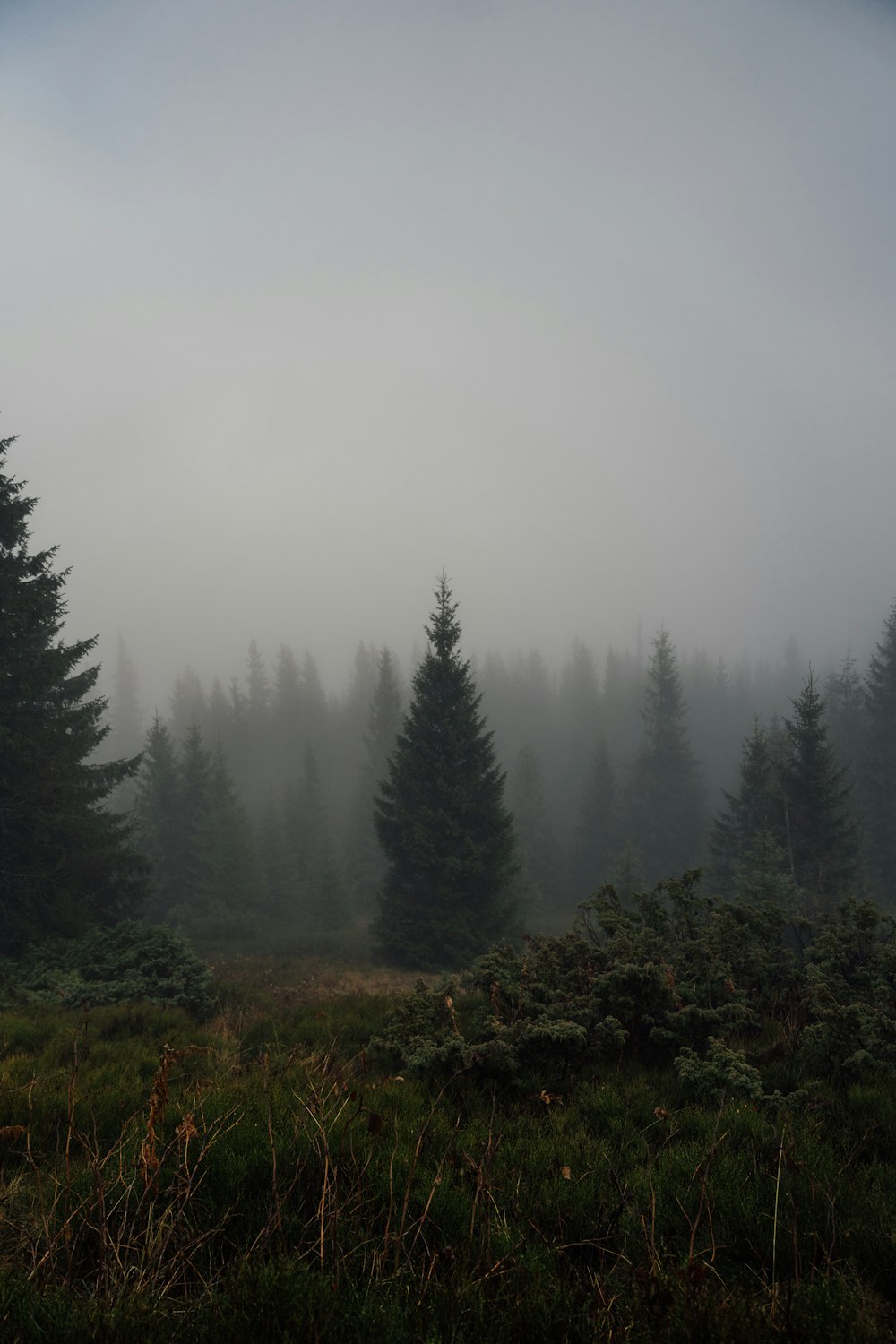 a foggy forest filled with lots of trees