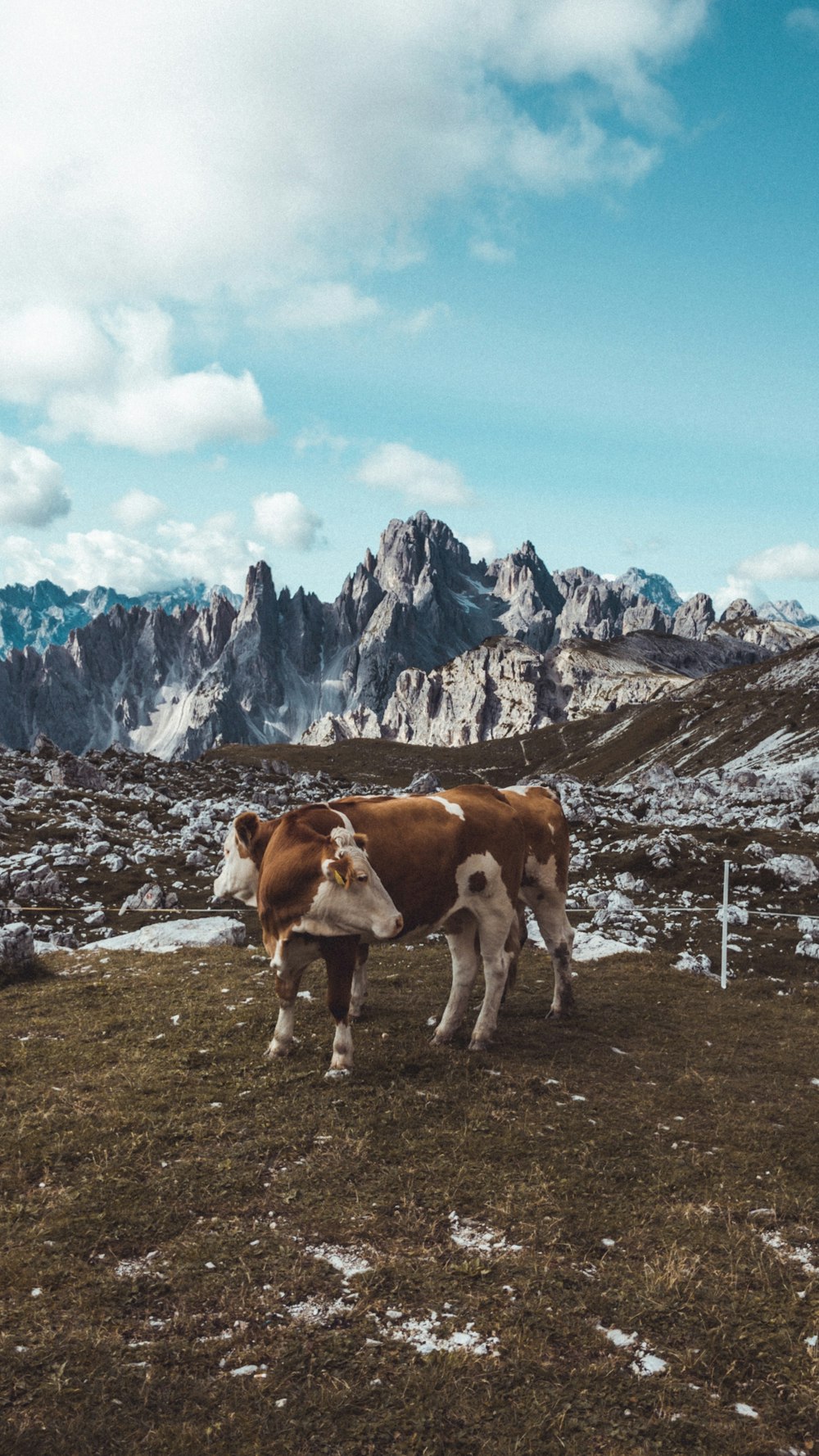 a couple of cows standing on top of a grass covered field