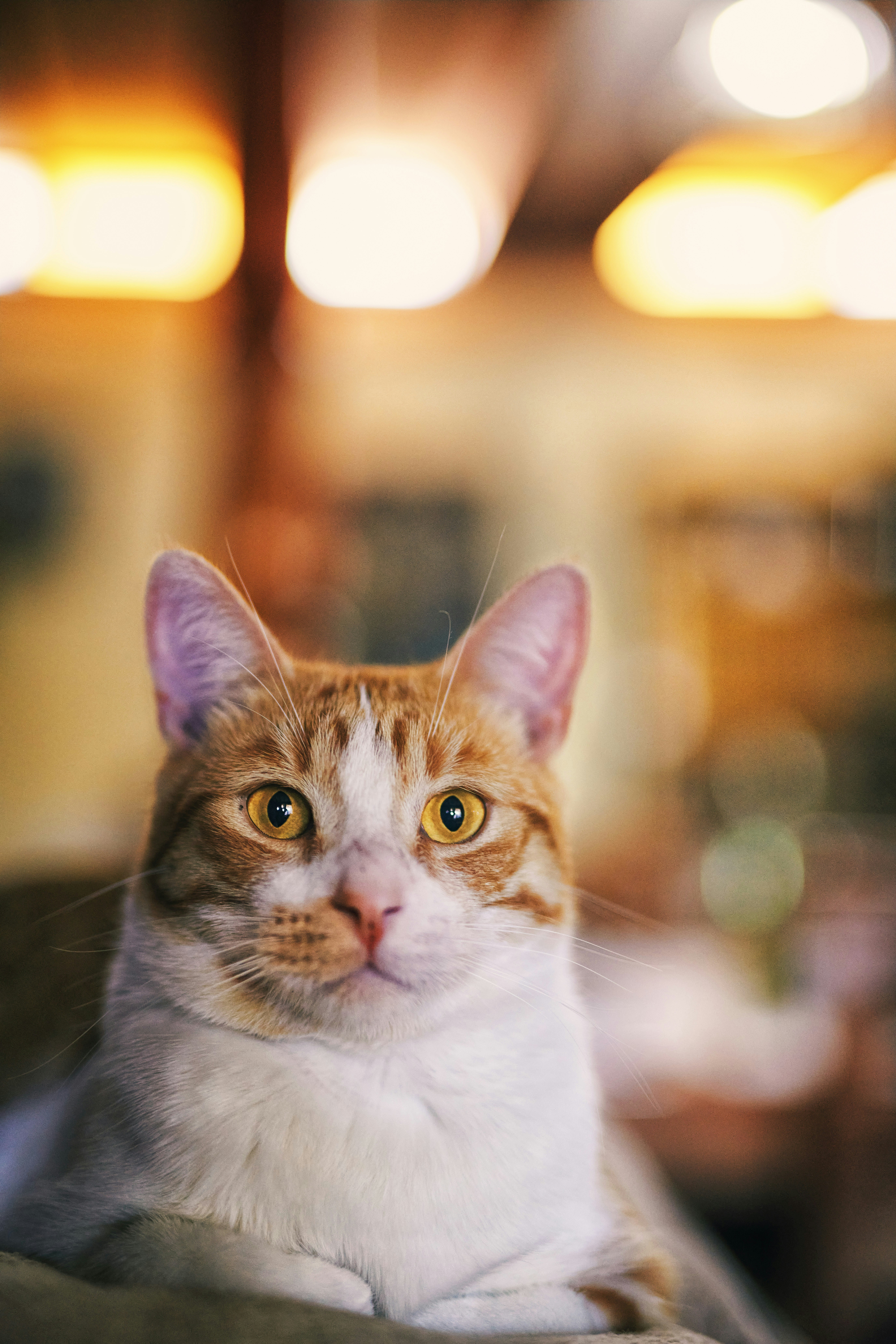 Photo by pabloarenas