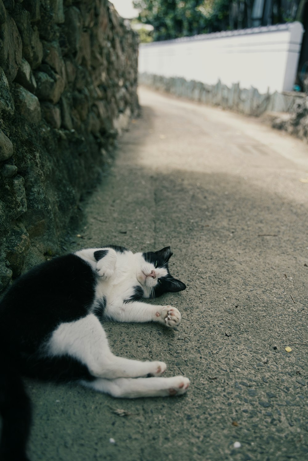 a cat lying on the ground