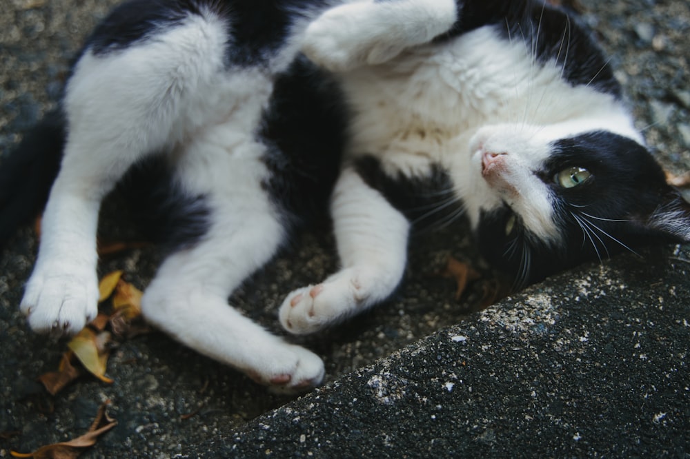 a cat lying on the ground