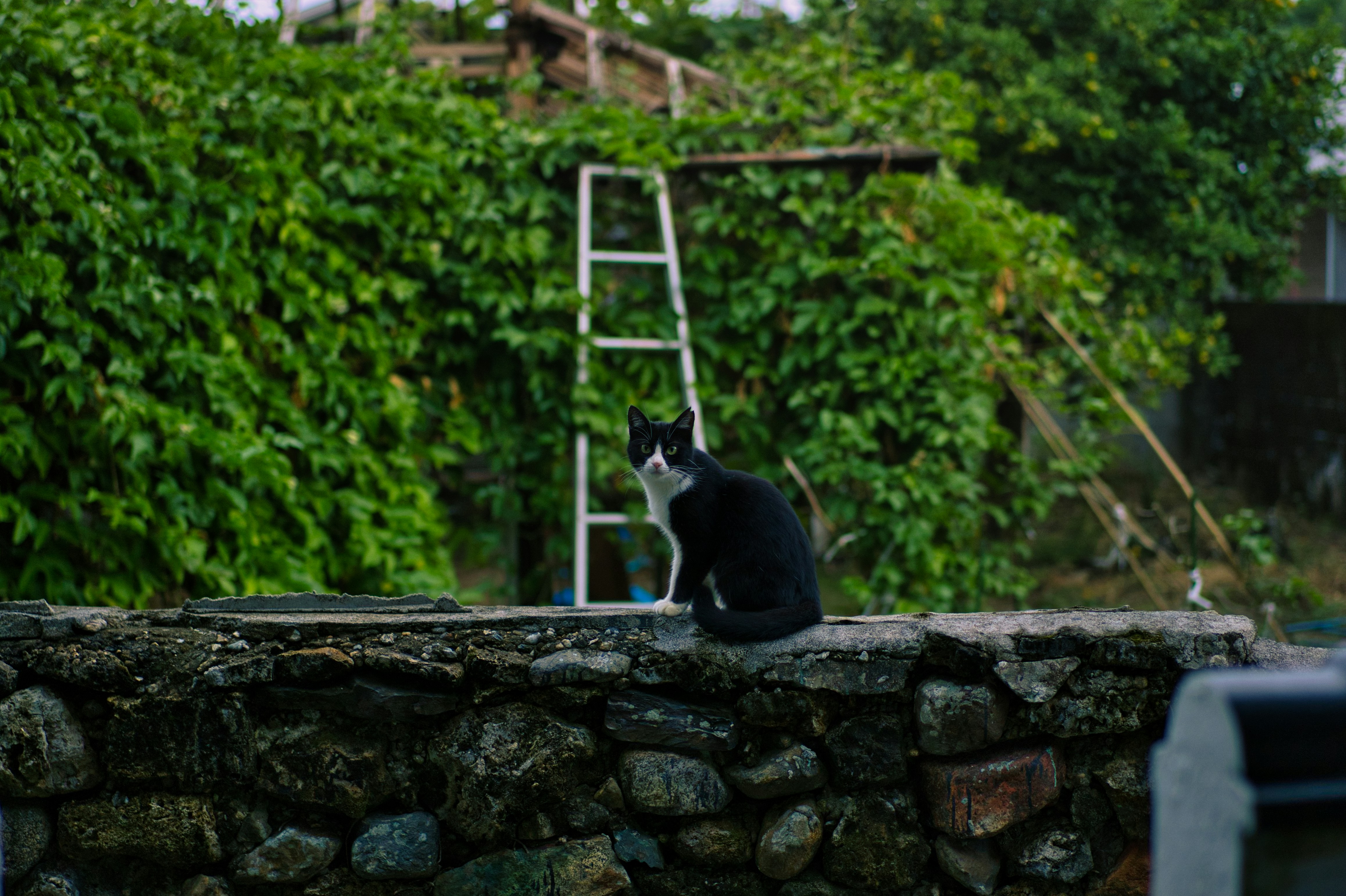A black and white cat sitting on a stone wall photo – Free Building ...