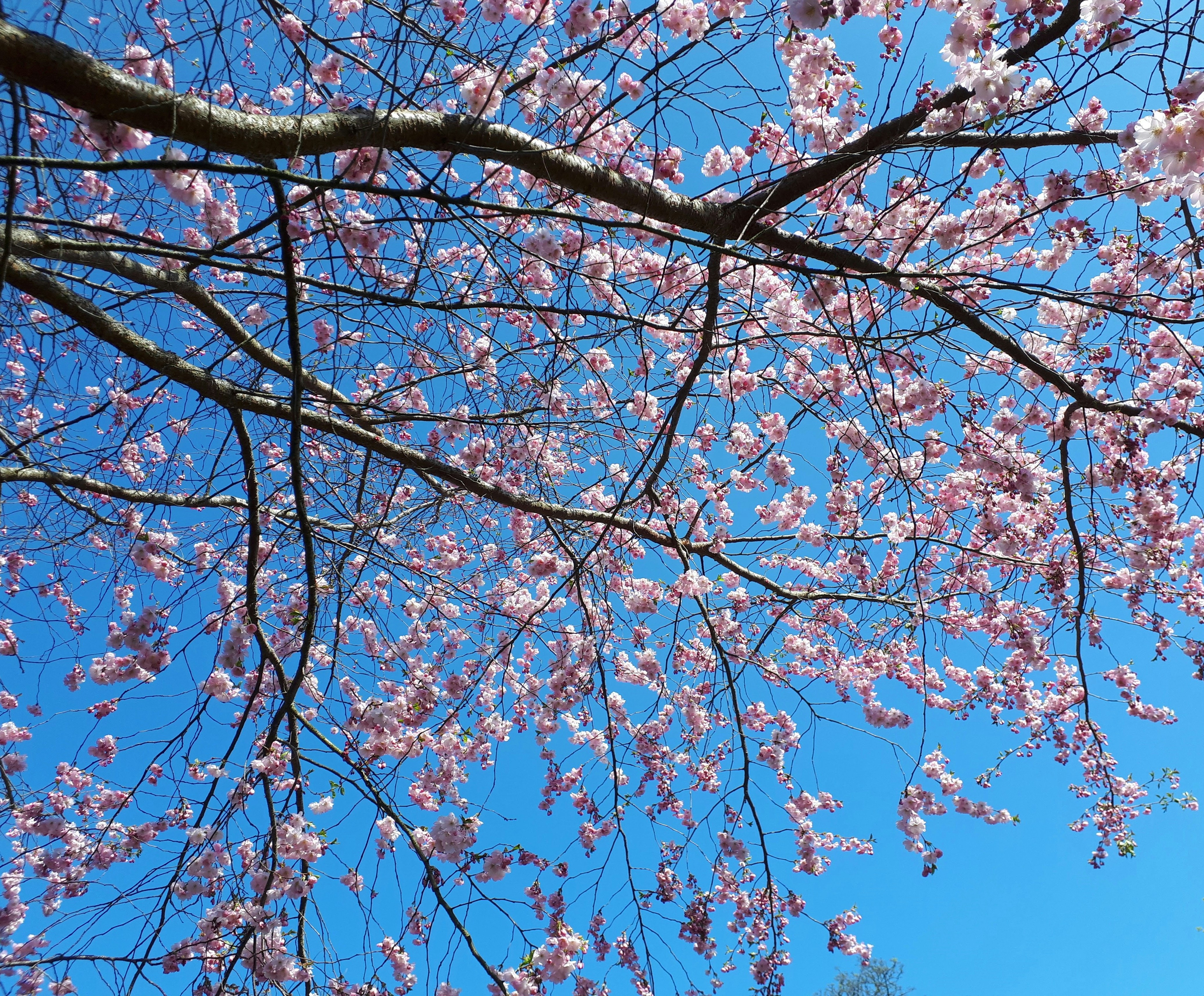 the branches of a tree with pink flowers against a blue sky