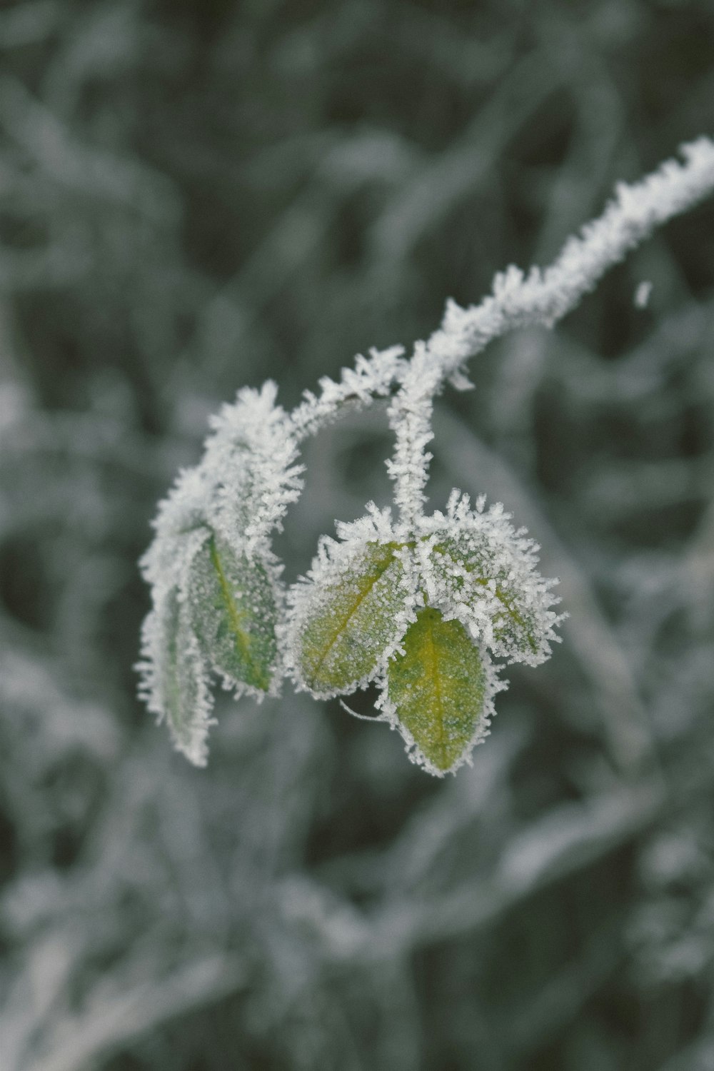 a close up of a plant with frost on it