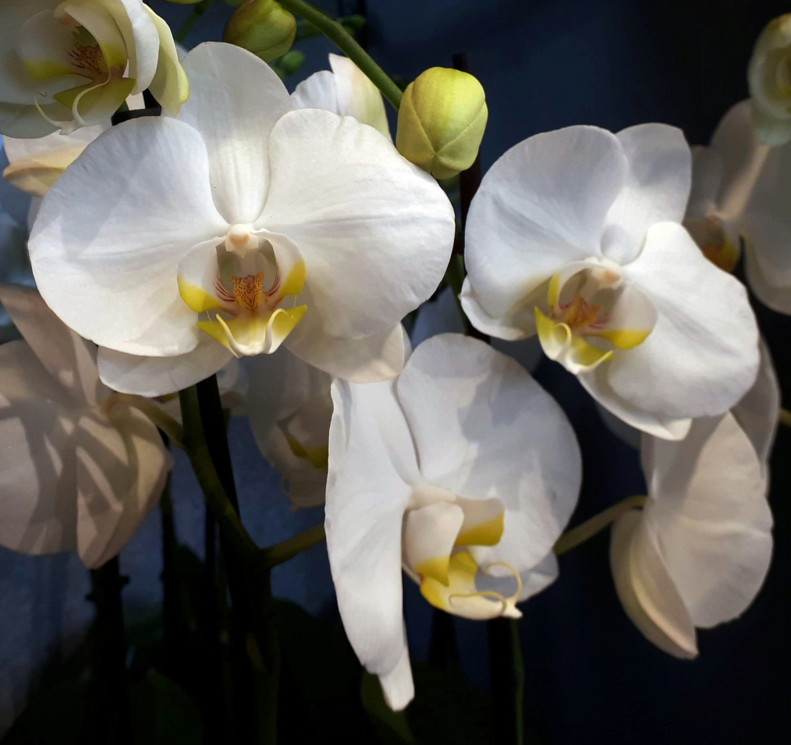 Un ramo de flores blancas con centros amarillos