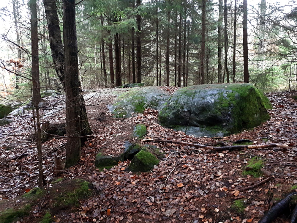 a moss covered rock in the middle of a forest