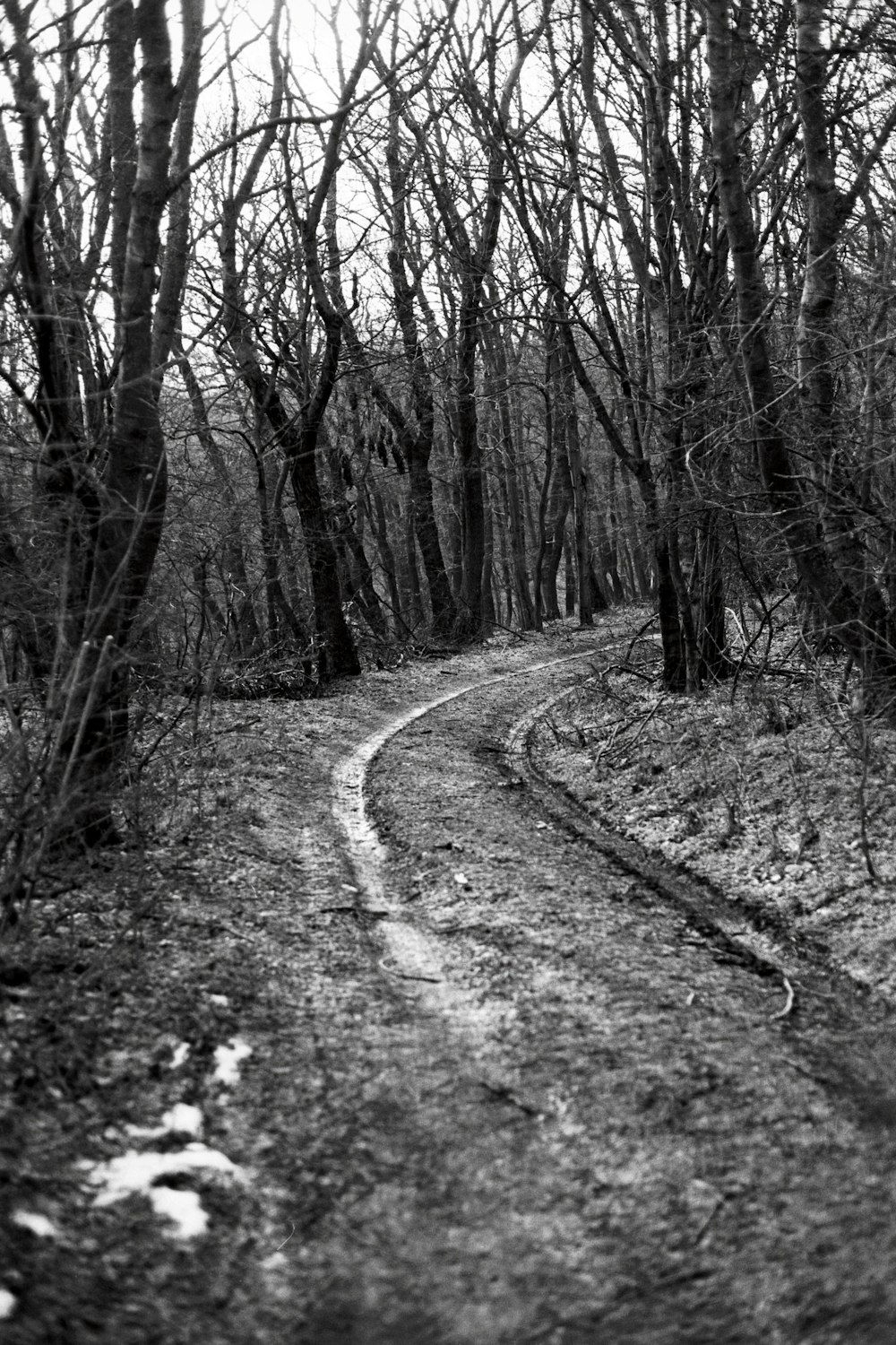 a black and white photo of a dirt road in the woods