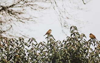 a couple of birds sitting on top of a tree