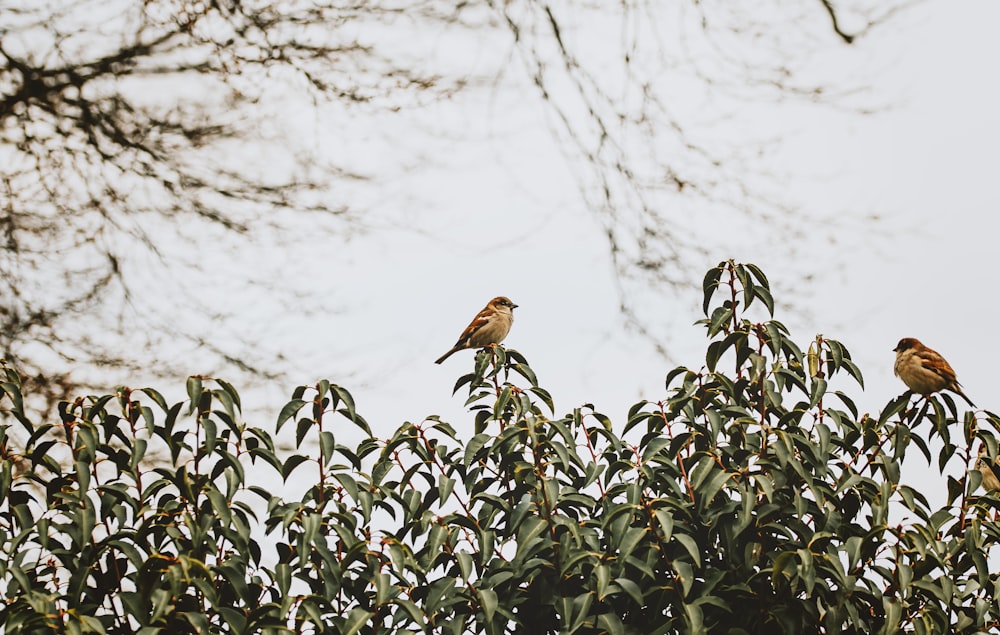 a couple of birds sitting on top of a tree