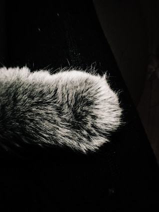 A close-up of a furry paw with a mix of light and dark hairs. The paw appears to rest on a dark surface, possibly fabric.