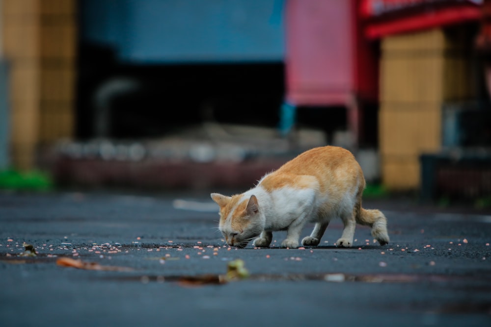 an orange and white cat eating food off the ground