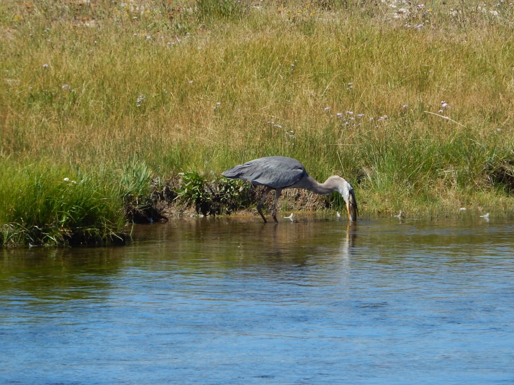 a bird is standing in the water near the grass