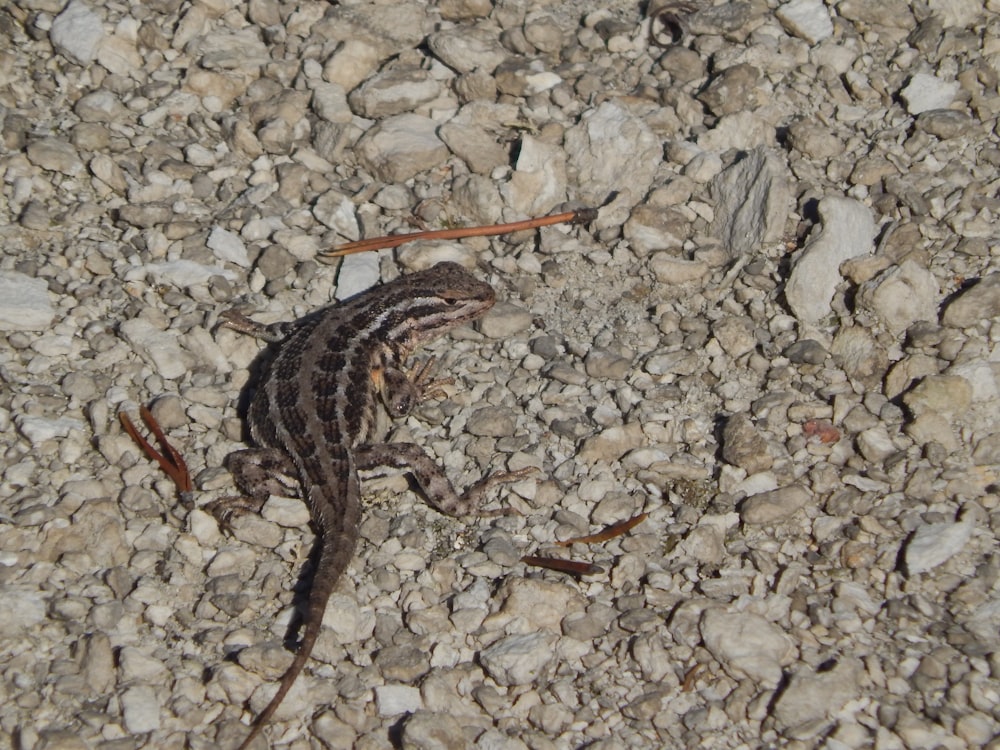 a small lizard is laying on the ground