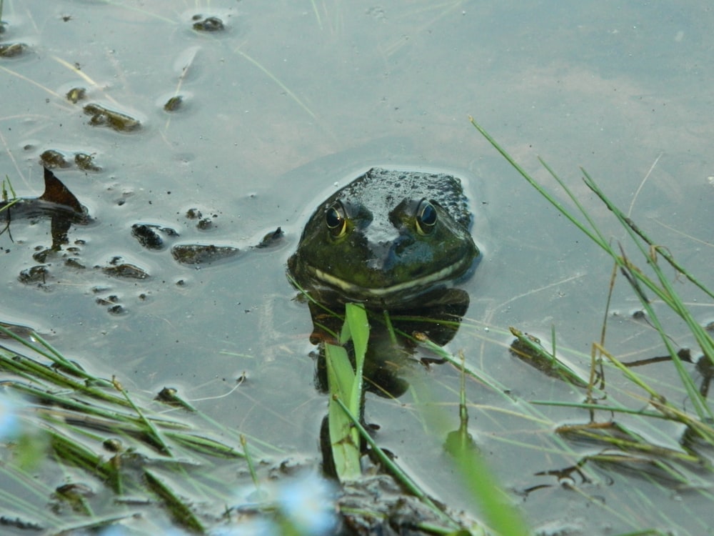 a frog is sitting in the water and looking at the camera