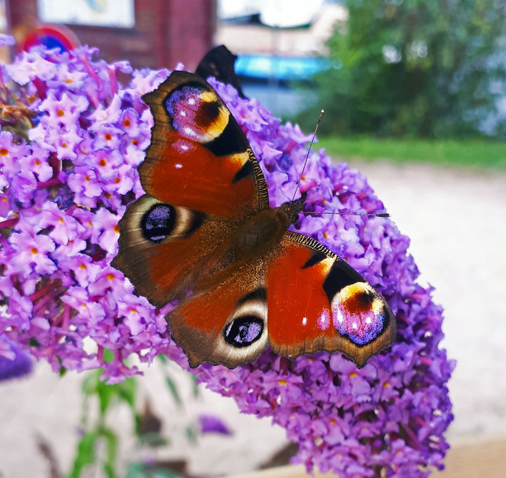 two butterflies sitting on top of purple flowers