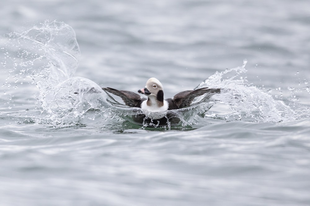 a black and white bird is swimming in the water