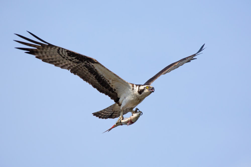 a large bird flying through a blue sky